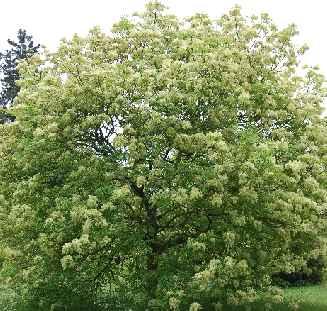 1) Fx - Fraxinus oxicarpa (n.1) Oc - Ostrya carpinifolia (n.1) - er campestre (n.