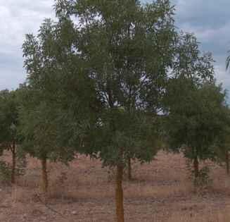 1) Ulmus minor er camprestre Prunus avium Popolus alba Apporto e stesura del terreno