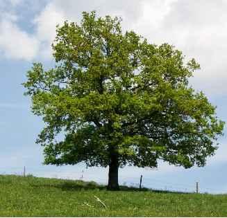 dimora degli alberi e legatura mediante idonei sistemi di fermo Chiusura delle buche