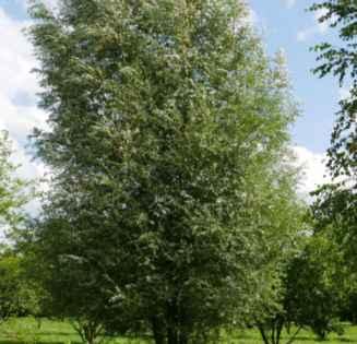 delle aree umide e delle aree naturali tipiche del paesaggio rurale Formazioni