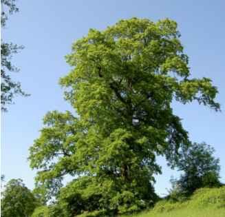 compensazione) TV4 - piantagione essenze arboree del querco-carpineto Ca 80 mq