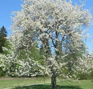 ) TV7 - piantagione essenze arboree e arbustive del populo- salicetum Quercus cerris