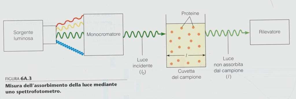 Trasmittanza = T=I/I 0 Assorbanza =