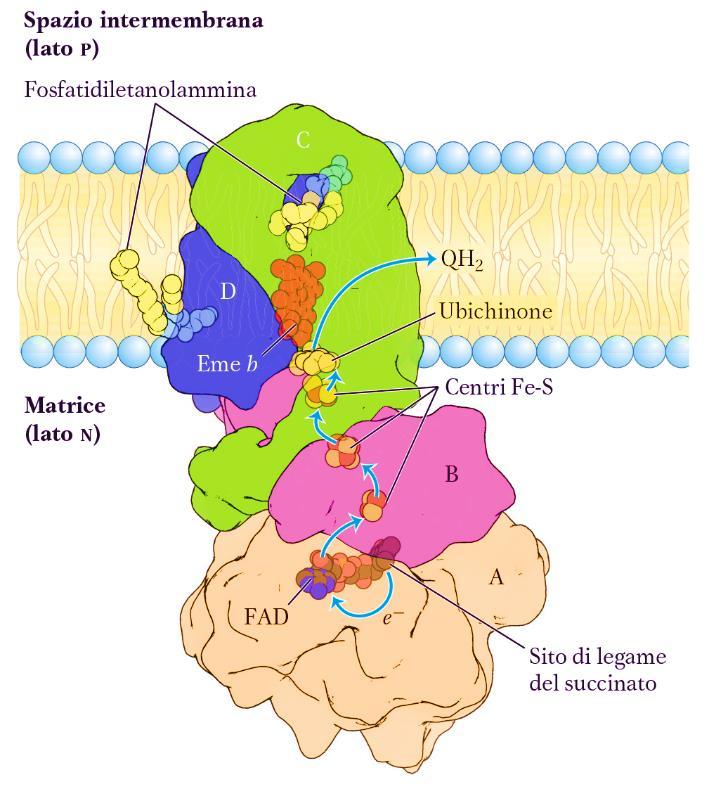 COMPLESSO II (4 subunità proteiche e 5 gruppi prostetici) (Succinato deidrogenasi o Succinato:Ubichinone ossidoreduttasi) Enzima coinvolto nel ciclo di Krebs, catalizza l ossidazione del succinato a
