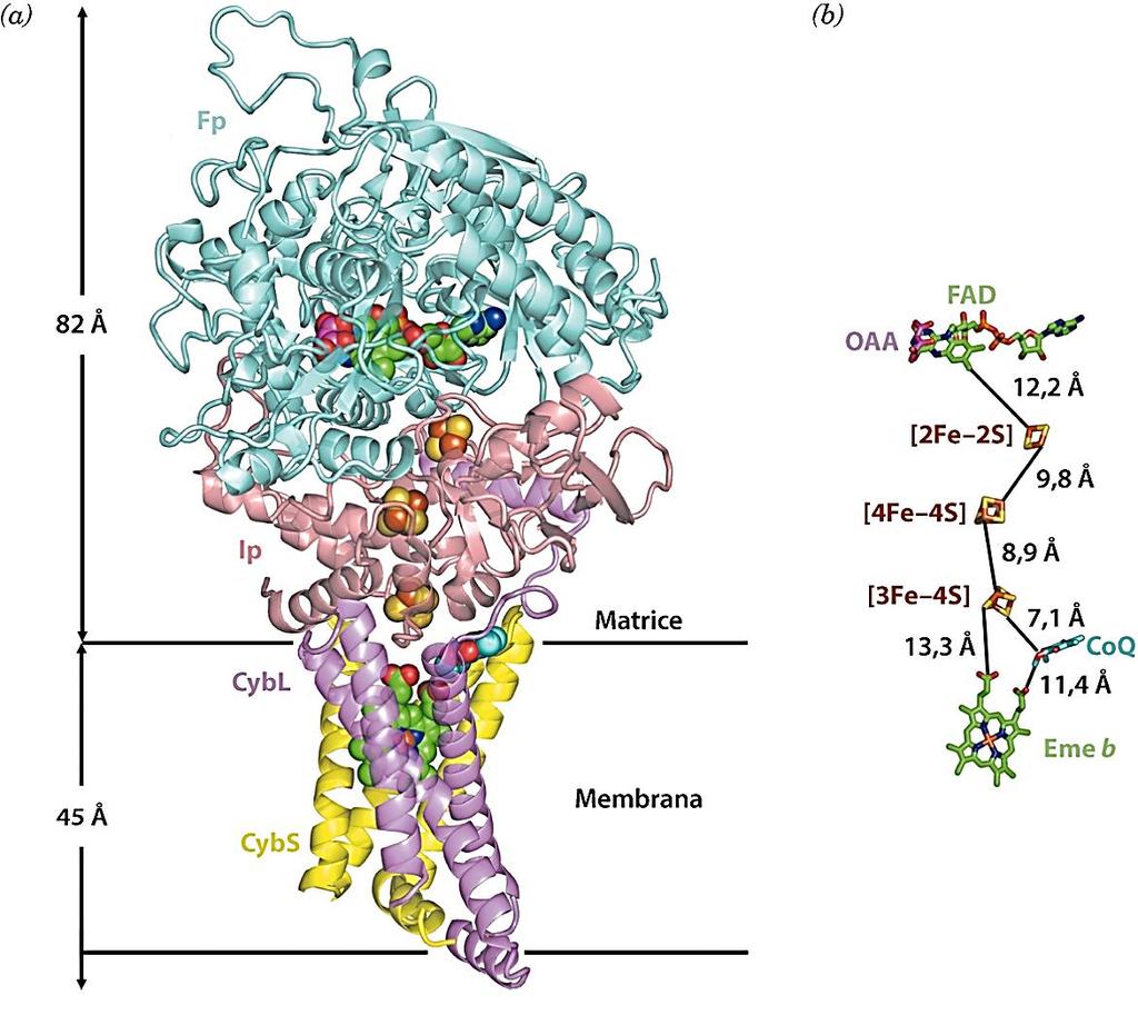 Nel complesso II è presente anche un gruppo eme b che protegge dalla formazione di specie reattive dell O 2 (ROS):