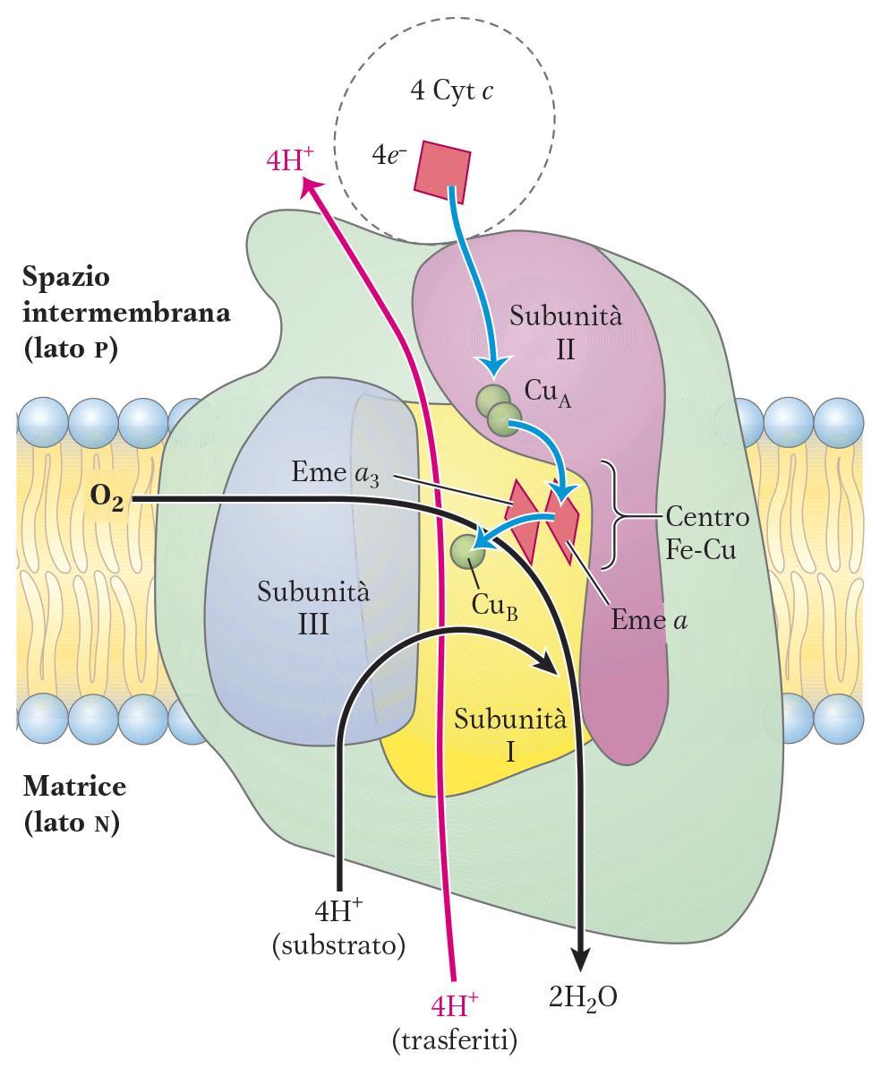 COMPLESSO IV (13 subunità) (citocromo c ossidasi) Catalizza l ossidazione del citocromo c e la riduzione dell O 2 ad H 2 O 2 e- trasferiti da 2 Cyt. C al CuA. Dal CuA arrivano sull Eme a.