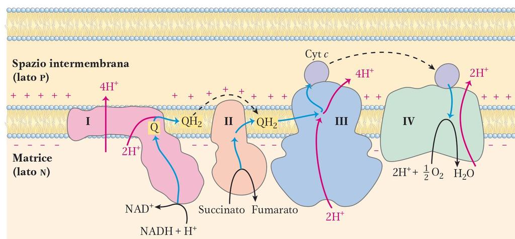 Per ogni NADH che si riossida nel complesso I, la catena di trasporto degli e - trasloca 10 H + nello spazio intermembrana, per ogni