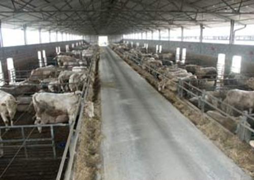 Per queste categorie la tecnica di allevamento è la seguente: Al peso di circa 150 kg i vitelli vengono trasferiti in box su pavimento grigliato in cui nell interrato si raccolgono con apposite pompe