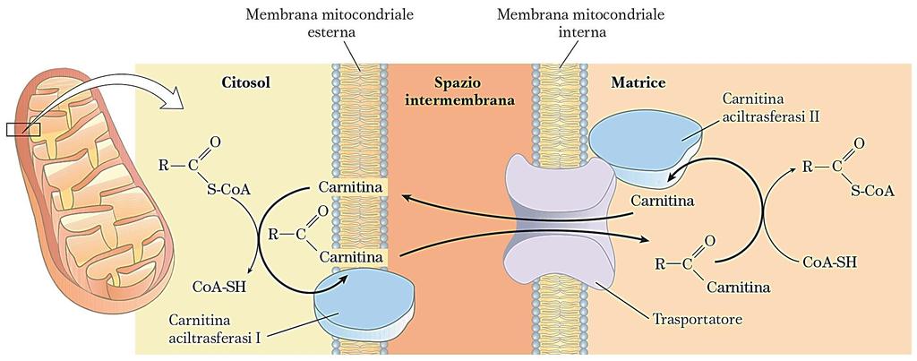 Il trasferimento degli ac.grassi via carnitina dentro il mitocondrio è la tappa limitante di tutto il processo di ossidazione degli ac.