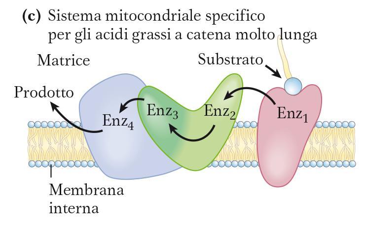 grassi con 12 o più atomi di carbonio le ultime 3 tappe sono catalizzate da un complesso multienzimatico associato alla membrana mitocondriale interna (PROTEINA
