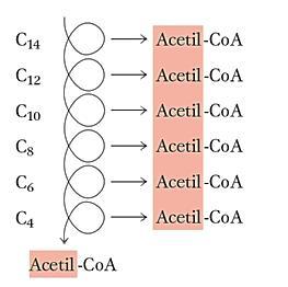 C 16 Per ossidare completamente una molecola di palmitato (16 atomi di C) occorrono 7 cicli di β- ossidazione e sono rilasciate 8 molecole di Acetil- CoA.