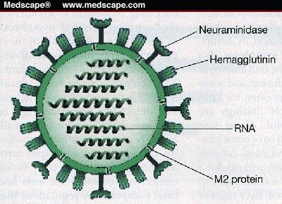 Amantadina. Inibizione dell adsorbimento o della penetrazione del virus nella cellula ospite.virus influenza A (virus a RNA). Interagisce con la prot. M2. Scarsa efficacia. Uso?