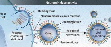 Nei virus influenzali di tipo A, la neuraminidasi agisce al termine del ciclo di replicazione virale, consentendo la fuoriuscita delle particelle virali