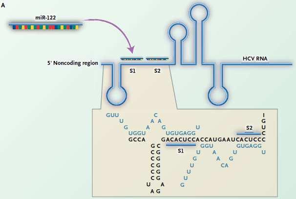 microrna-122 (mir-122) binds to two closely spaced target sites (S1 and S2) in the