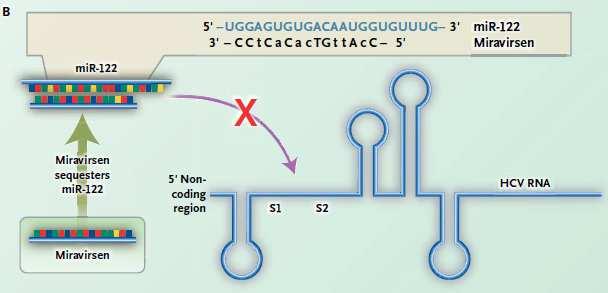 Miravirsen, a locked nucleic acid modified antisense oligonucleotide, sequesters mature
