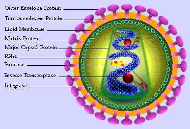 Caratteristiche dell HIV Viral Envelope Viral Core Una volta integrato nella cellula bersaglio come provirus, si serve dell enzima