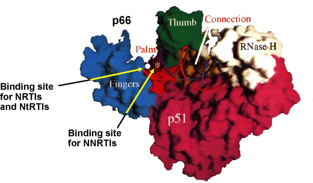 Emtricitabina (FTC) Human immunodeficiency virus (HIV) reverse transcriptase with the binding site for the nucleoside reverse transcriptase inhibitors (NRTIs) and nucleotide