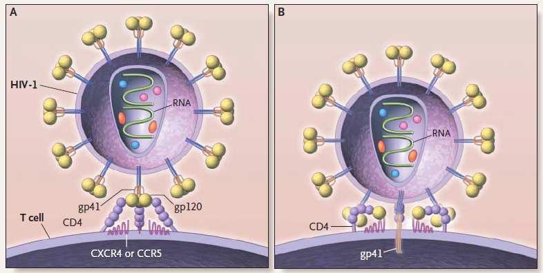 CXCR4 chemokine receptor