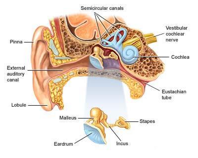 ORECCHIO MEDIO (Contenitore) Mastoide Cassa del