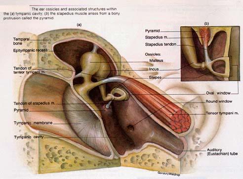 Gli ossicini sono rivestiti da mucosa in continuità con quella che riveste la cavità timpanica.