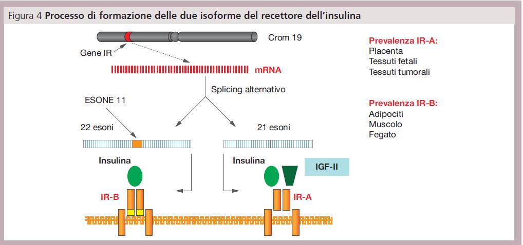 RECETTORE INSULINICO via della fosfo-inositol-chinasi 3 (PI3K)