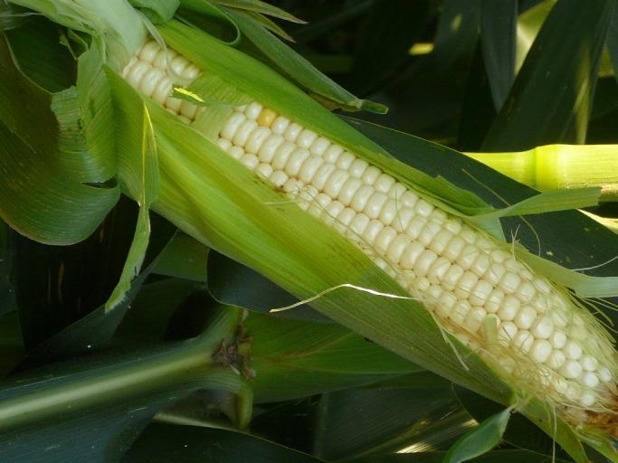 sufficienti poche file di mais per raggiungere livelli di contaminazione inferiori a 0,9%.