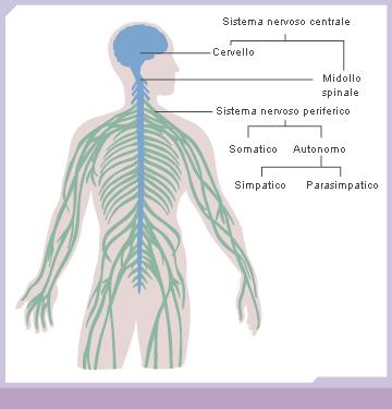 Il livello neurobiologico: il sistema