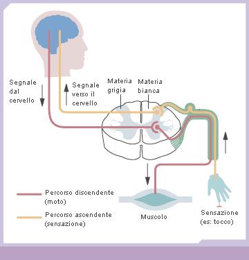 somatico controlla tutte le nostre attività