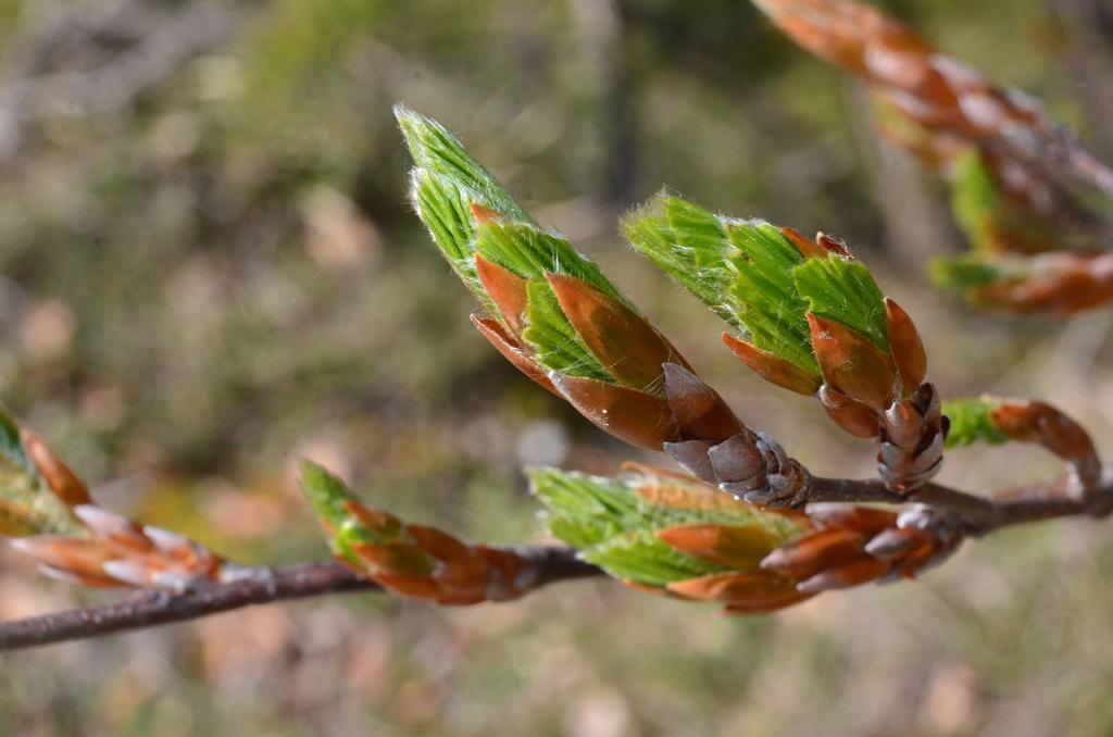 Gemme di faggio (Fagus