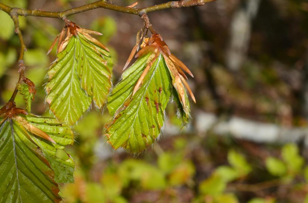 Gemme di faggio (Fagus