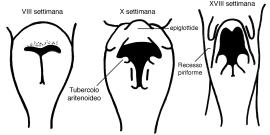 Note di embriogenesi della laringe 7 In pochi giorni compare la «gemma polmonare» che si presenta come un diverticolo respiratorio che protrude dal tubo digerente.