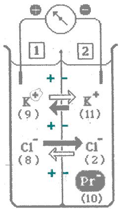 Equilibrio di Donnan t o t 1 t fusso dovuto al gradiente di concentrazione