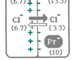 maggiore dal lato dove si trova lo ione non diffusibile (Pr - ): [K ] [Cl - ] >[K