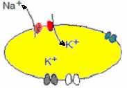 Cl - Pr - Na Riassumendo Il potenziale di membrana è una conseguenza di una permanente differenza di concentrazione ionica ai due capi della membrana Questa è prodotta