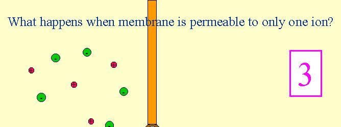 Cosa accade quando la membrana è permeabile solo ad uno ione?