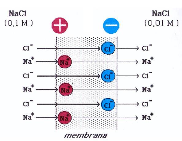 Gli ioni Cl - e Na sono spinti da un uguale gradiente di concentrazione ad entrare in membrana, ma procedono, nel suo spessore, a velocità diverse.