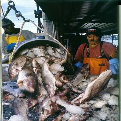 Prodotti ittici da cattura (42 c.
