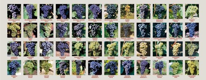 5.000 varietà (probabilmente sottostimata) nel mondo, 545 registrate nel catalogo nazionale potrebbero far