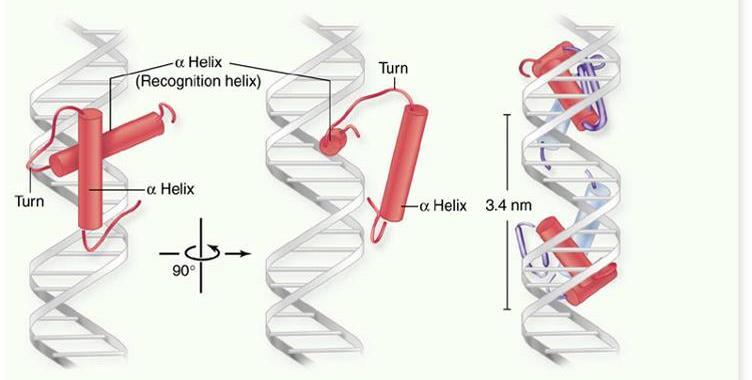 Helix-Turn-Helix