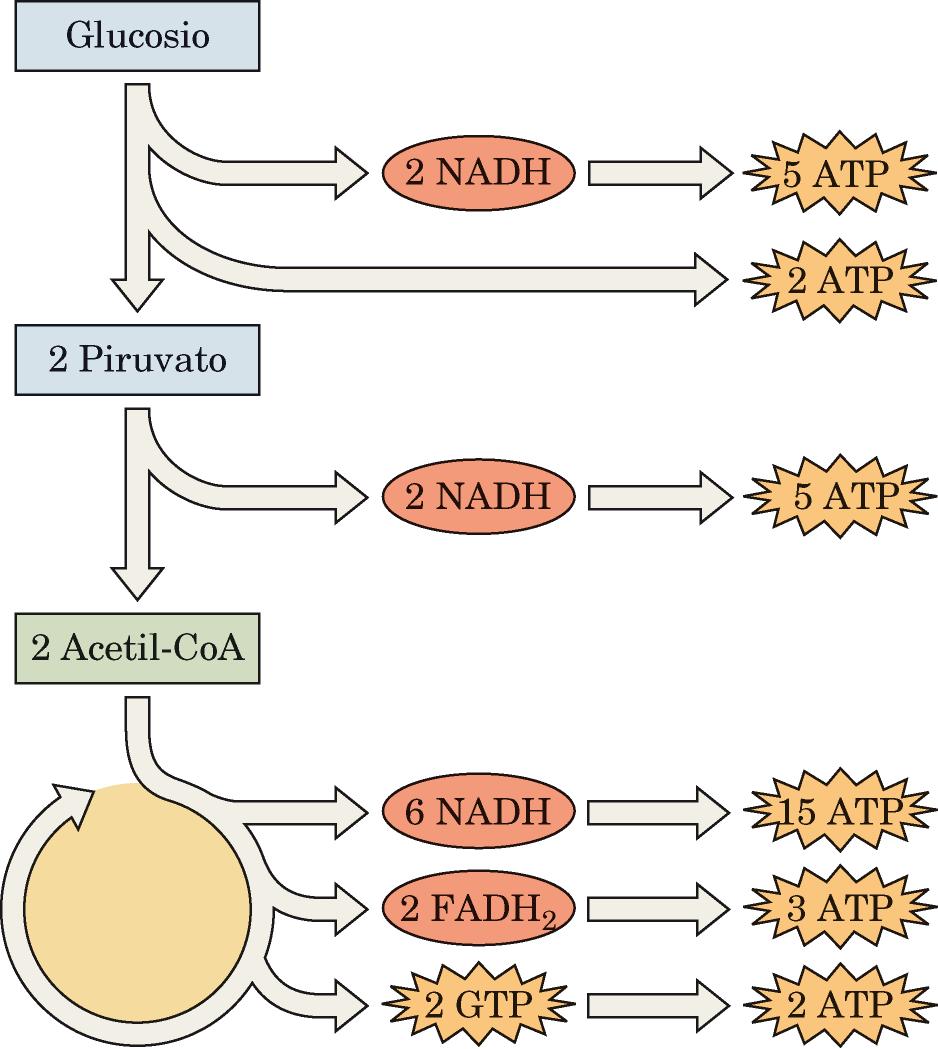 È la fonte principale di ATP negli animali (p.e., essa produce 26 delle 30 molecole di ATP generate dalla ossidazione completa del glucosio).