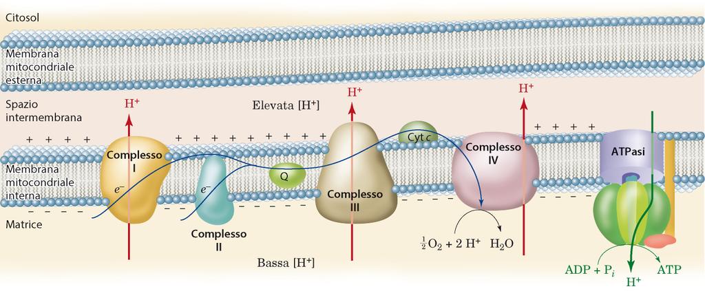 L accoppiamento del trasporto degli elettroni alla sintesi dell ATP: teoria chemiosmotica Il flusso di elettroni è accoppiato alla traslocazione dei protoni dalla matrice mitocondriale allo spazio