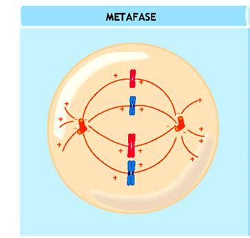 Metafase I cromosomi sono allineati in posizione mediana rispetto ai due poli del fuso a formare la piastra metafasica In questa fase i cromatidi fratelli sono ancora tenuti insieme dalle coesine