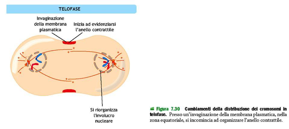 Telofase Ogni cromatidio fratello si è portato alle due opposte regioni della cellula Si riforma la membrana nucleare con i pori nucleari