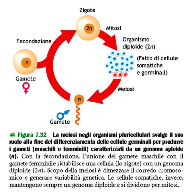 Divisione cellula eucariotica Avviene per meiosi nella cellule della linea germinale, che daranno origine ai gameti e destinate a unirsi nel