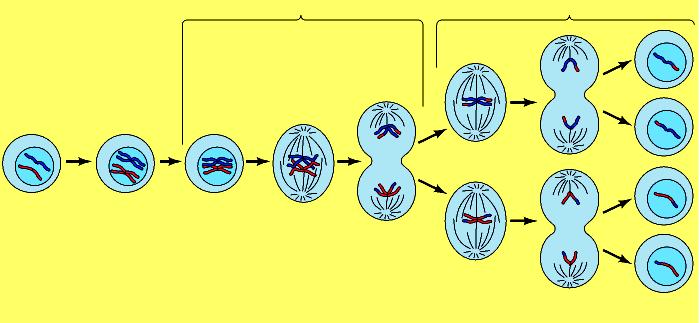 La meiosi è caratterizzata da due divisioni cellulari precedute da una sola duplicazione del DNA MEIOSI I MEIOSI II cellula diploide replicazione DNA appaiamento cromosomi omologhi Meiosi