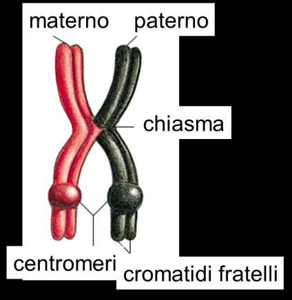 i cromosomi