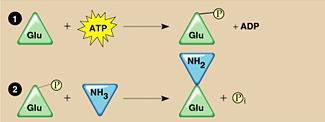 Reazione spontanea L energia del gruppo fosfato viene