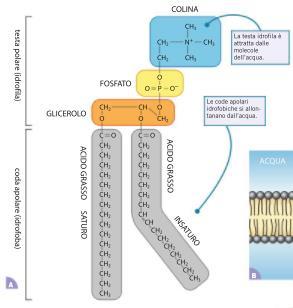 I fosfolipidi I fosfolipidi fanno parte delle membrane cellulari.