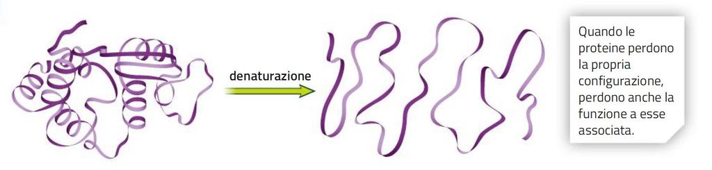 La forma e la funzione delle proteine La configurazione,