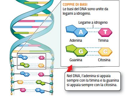 La struttura e le funzioni degli acidi nucleici Il DNA è